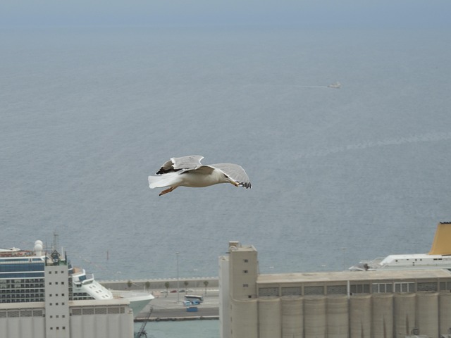 Free Seagull Sea photo and picture