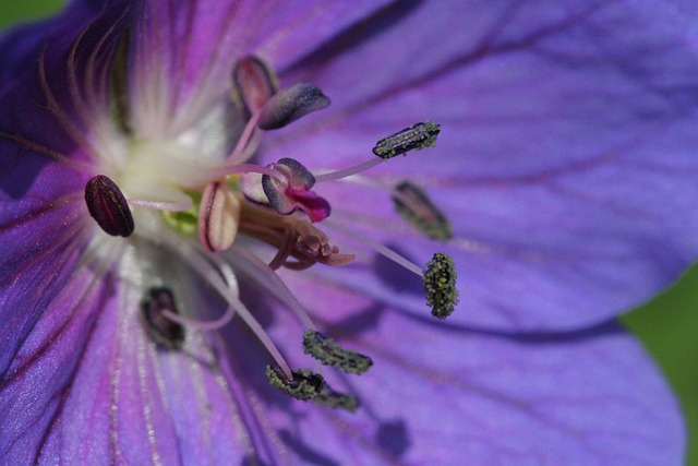Free Flower Purple photo and picture