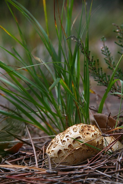 Free Mushroom Autumn photo and picture