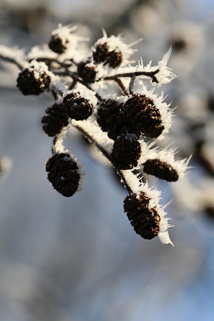 Free Branch Nature photo and picture