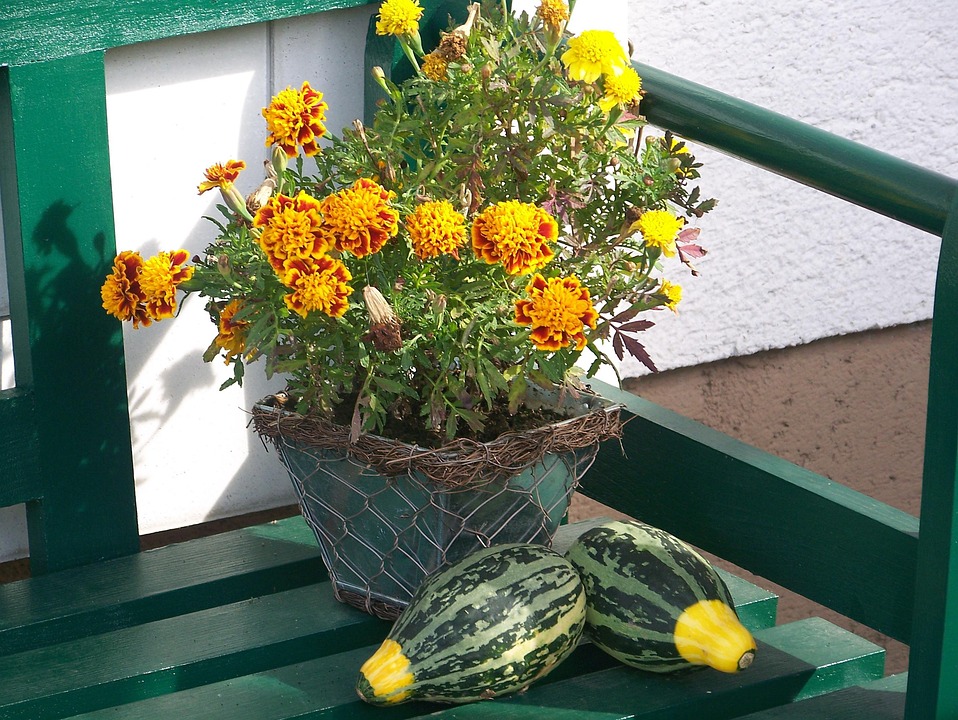 Blomster høsten deco · gratis foto pÃ¥ pixabay Høstblomster