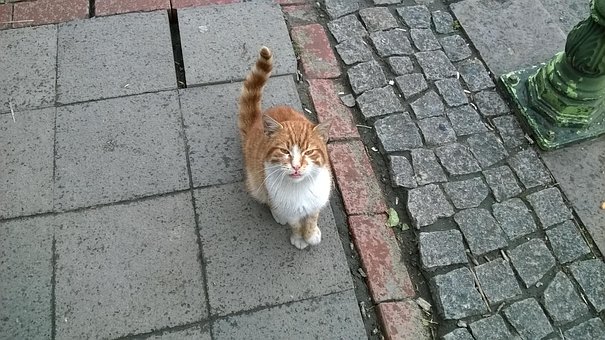 Free Cat Orange Cat photo and picture