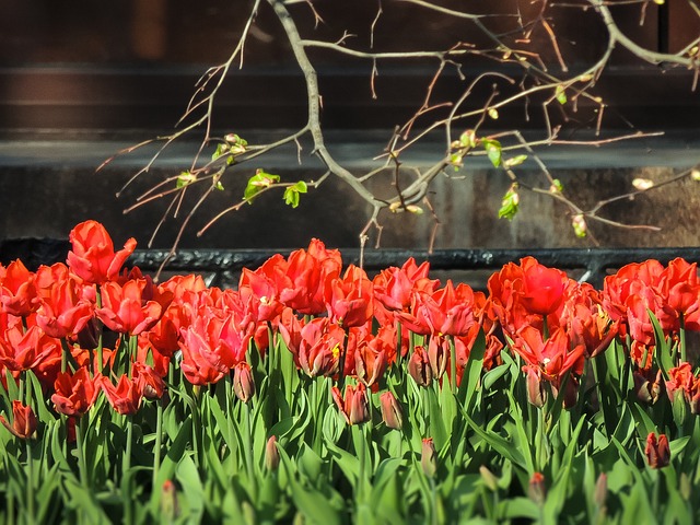 Free Tulips Spring photo and picture