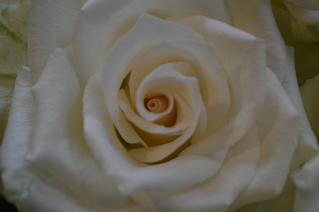 Free Rose Heart photo and picture