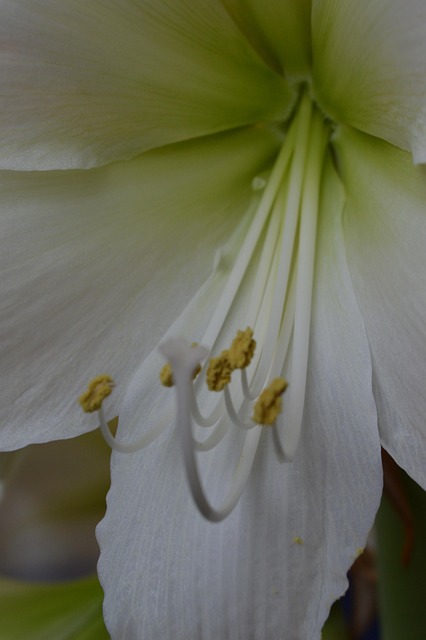 Free Amaryllis Flower photo and picture