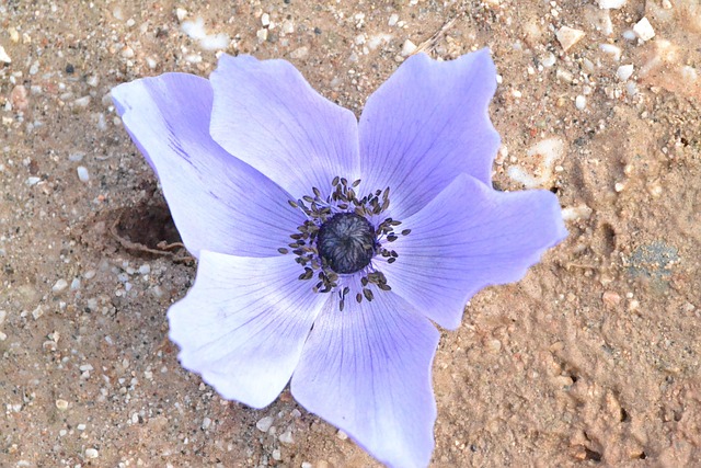 Free Mountain Tulip Eyebrow photo and picture