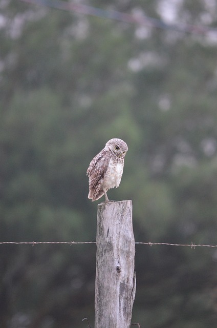 Owl, Miljø, Dyr, Tankevækkende, Tænke