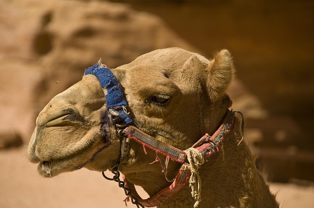Free Camel Desert photo and picture