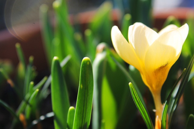 Bloem, Bloemen, Natuur, De Lente, Zomer