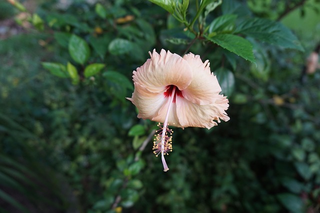 Page 16 - 4,000+ Free Hibiscus & Nature Photos - Pixabay