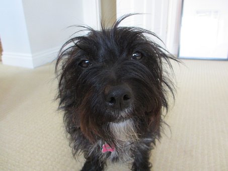 Hund, Terrier, Dyr, Kæledyr, Hunde