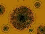 virus, bacteria, germ