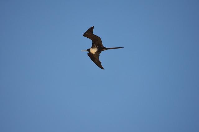 Fugl, Flyvningen, Himmel, Dag