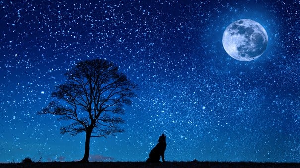 Dog, Wolf, Yelp, Moon, Tree, Night