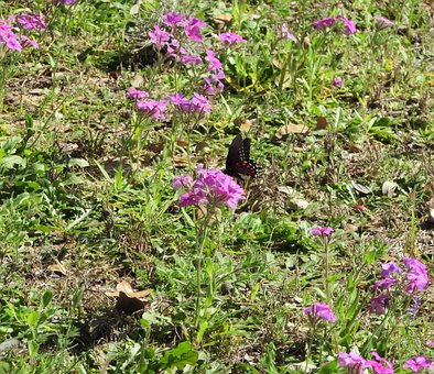 Free Butterfly Flowers photo and picture