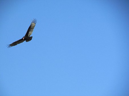 Free Sky Buzzard photo and picture