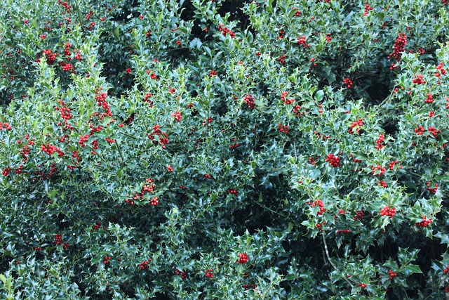 Free Plant Green photo and picture