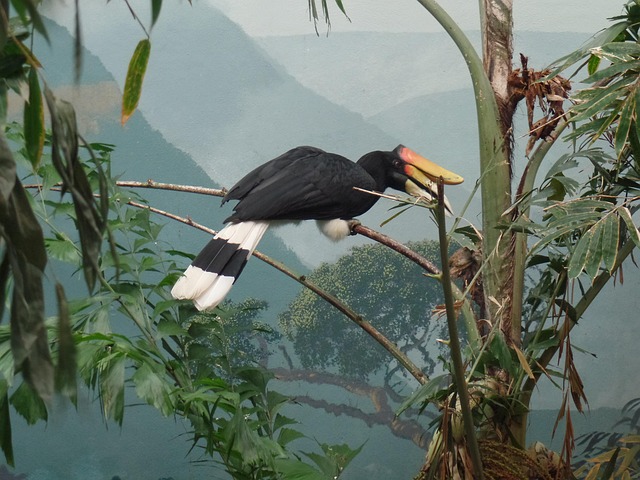 Free Bird Zoo photo and picture
