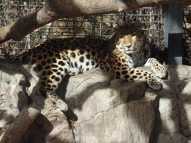 Free Zoo Nature photo and picture