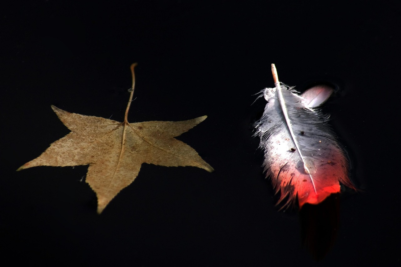 Download free HD stock image of Leaves Feather.