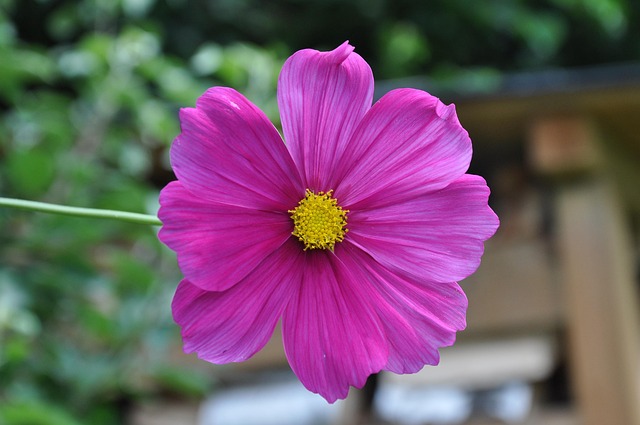 Free Nature Flower photo and picture