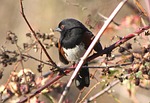 song bird, winter, sunshine