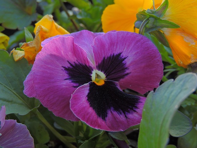 Free Flowers Pansies photo and picture