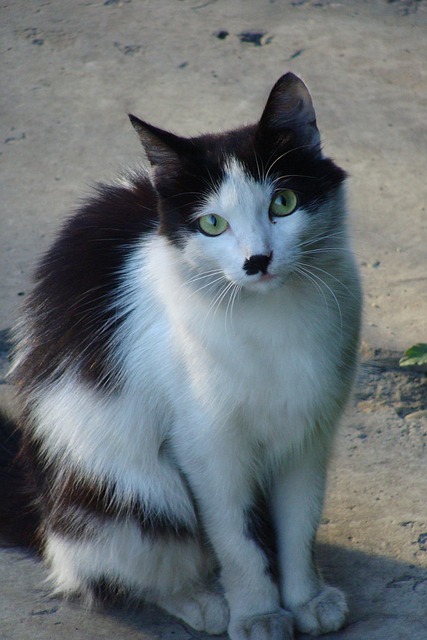 Free Cats Cat photo and picture