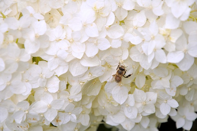 Free Flower Bee photo and picture