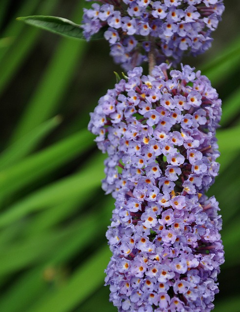 Free Bloom Gardens photo and picture