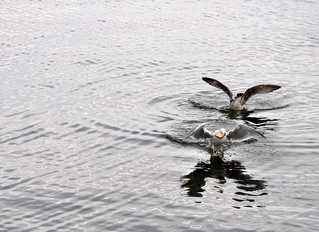 Free Racci Seagull photo and picture