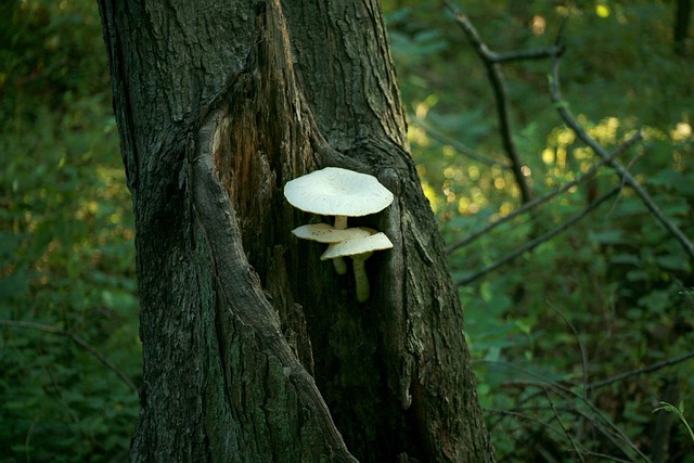 Free Fungus Fungi photo and picture