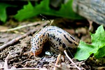 slug, insect, snail