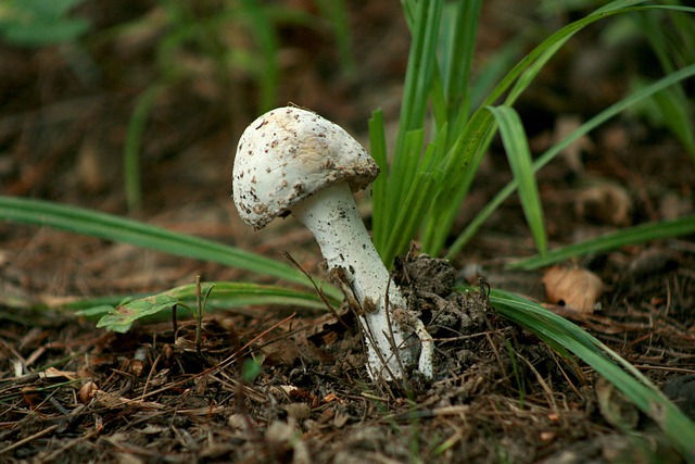 Free Fungus Fungi photo and picture
