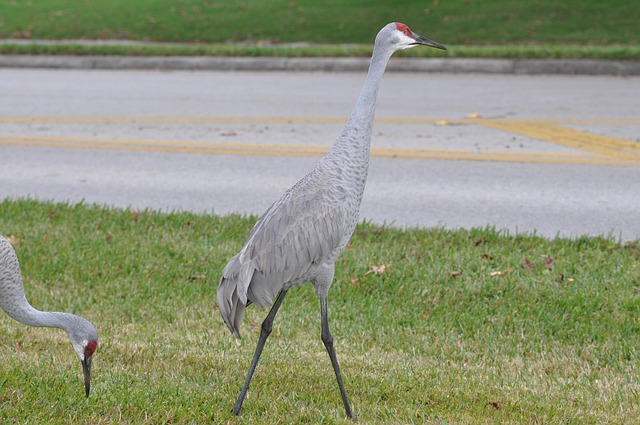 Vogel, Natur, Tierwelt