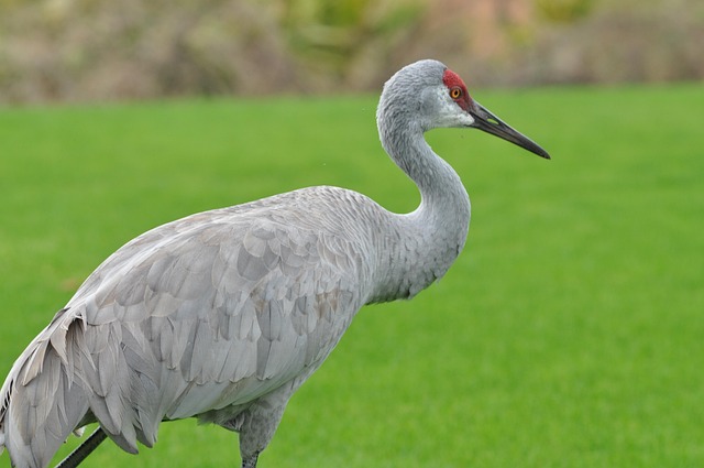 Kran, Vogel, Natur, Tierwelt