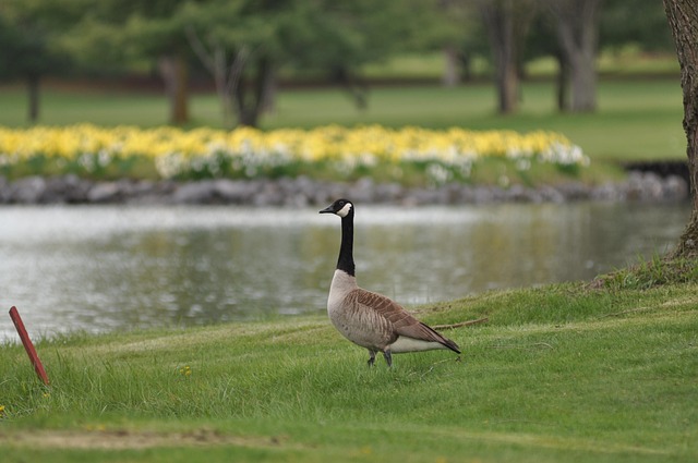 Stockente, Ente, Natur, Wasser, See