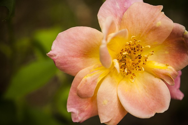 Free Rose Pink photo and picture