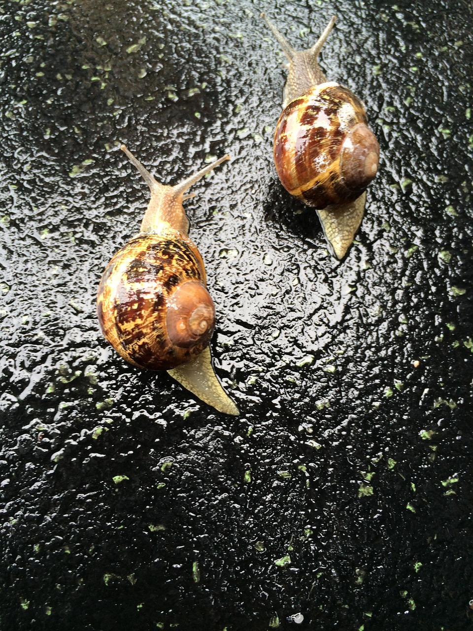 Snail Rain Fall Free photo on Pixabay Pixabay