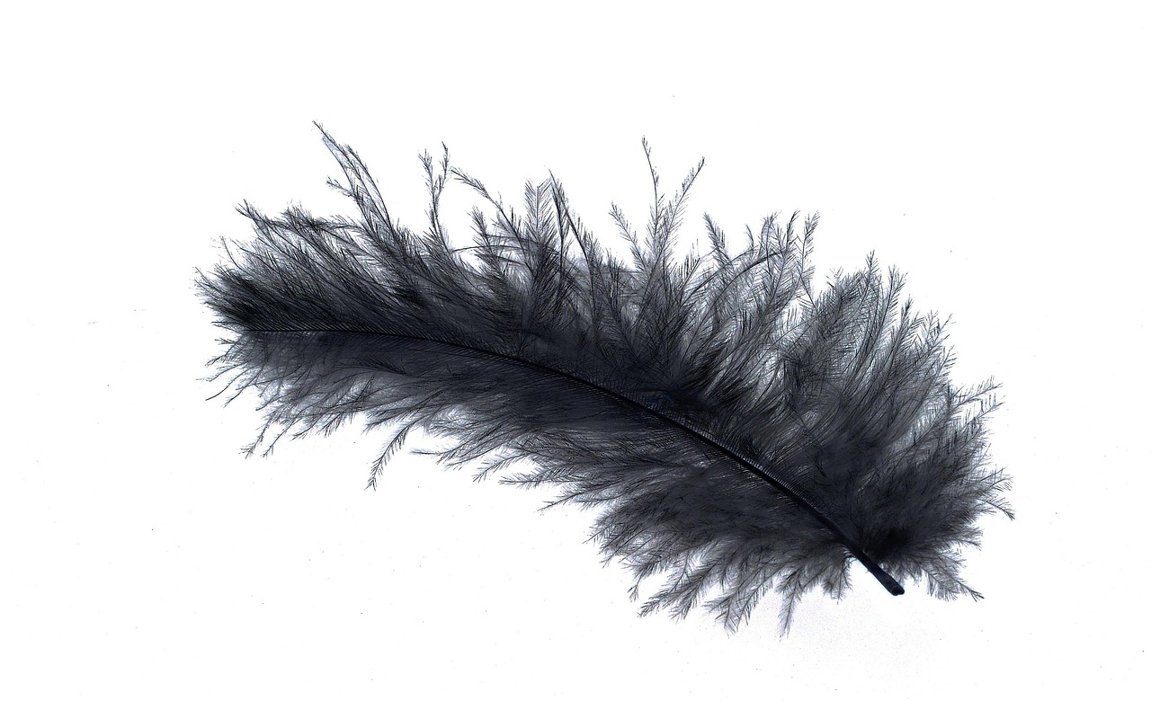 Feather Down Bird Free photo on Pixabay Pixabay
