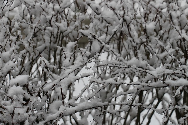 Free Winter Snow photo and picture