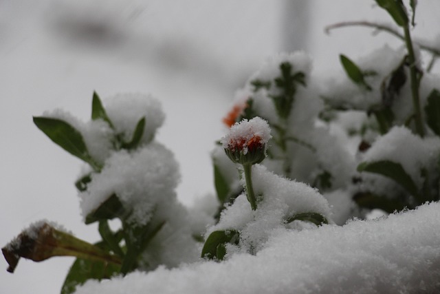 Free Snow Flower Background photo and picture
