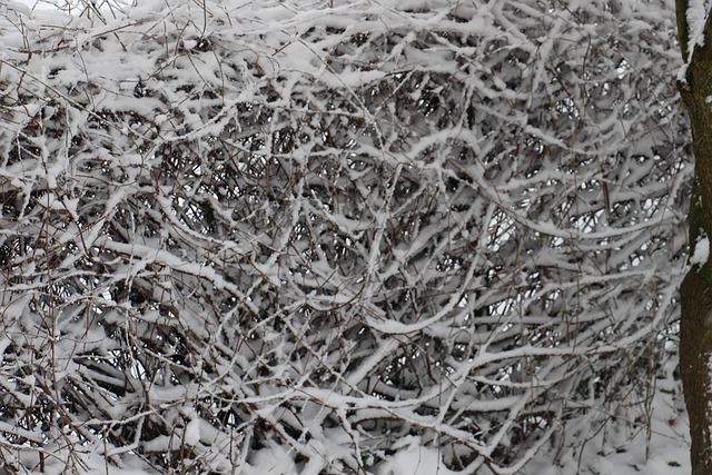 Free Snow Hedge photo and picture