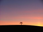 tree, sunset, alone