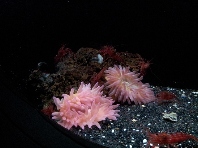 Free Acquarium Insects photo and picture