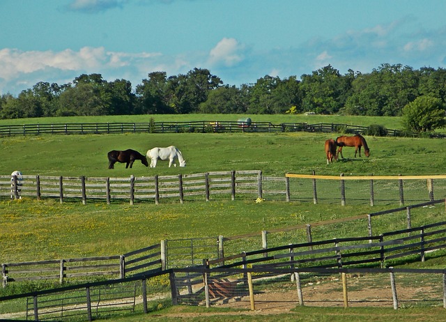 Free Horses Farm photo and picture