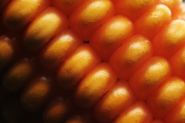 Free Corn Food photo and picture