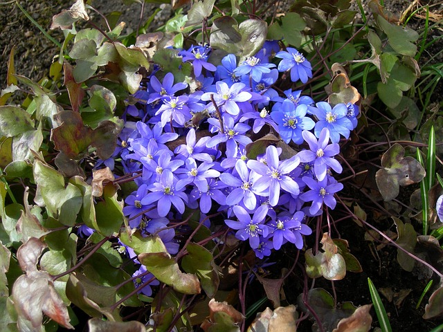 Free Blue Anemones Flower Background photo and picture