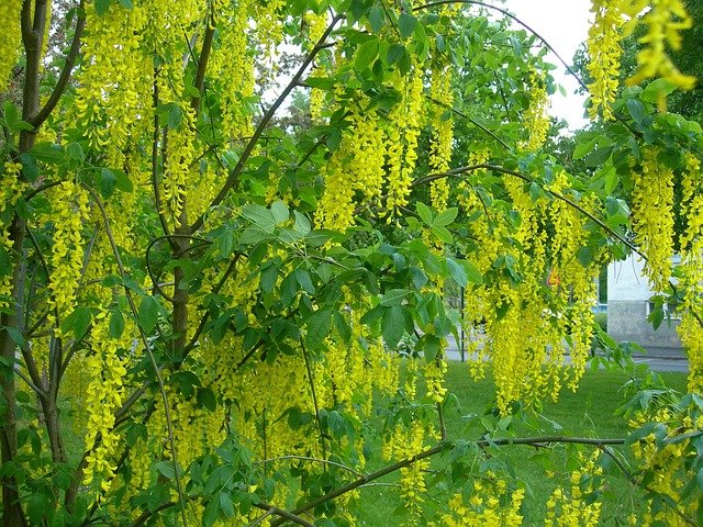 Free Golden Rain Tree photo and picture