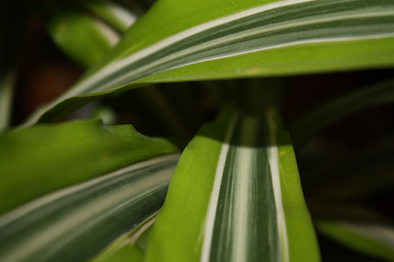foliage, tropical, green, massangeana